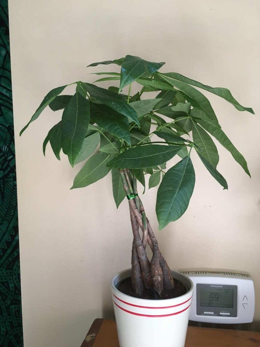 Пахира Акватика