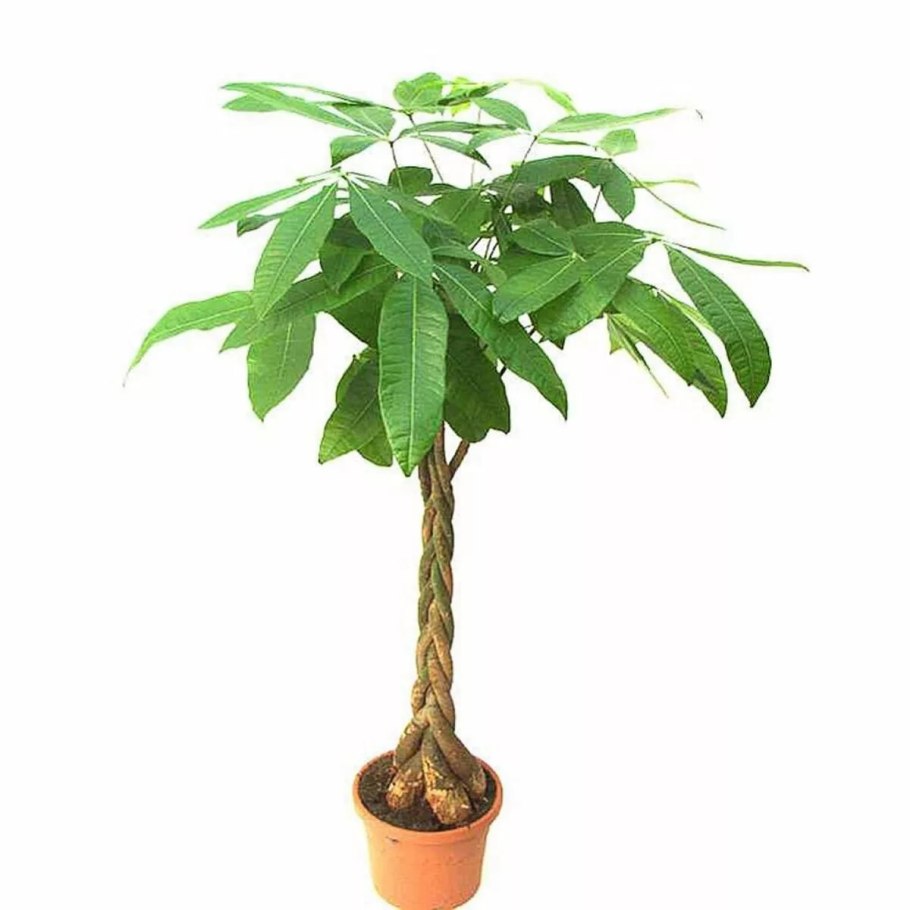 Пахира водная болезни