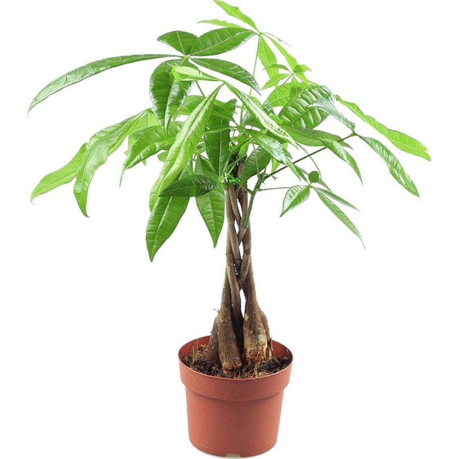 Пахира Акватика, d-12