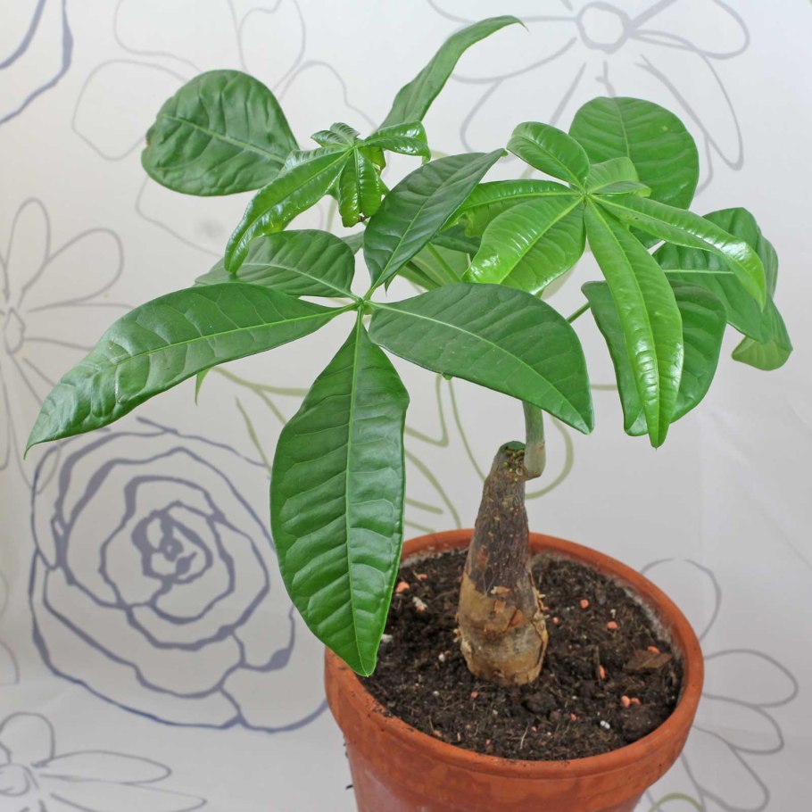 Пахира Акватика