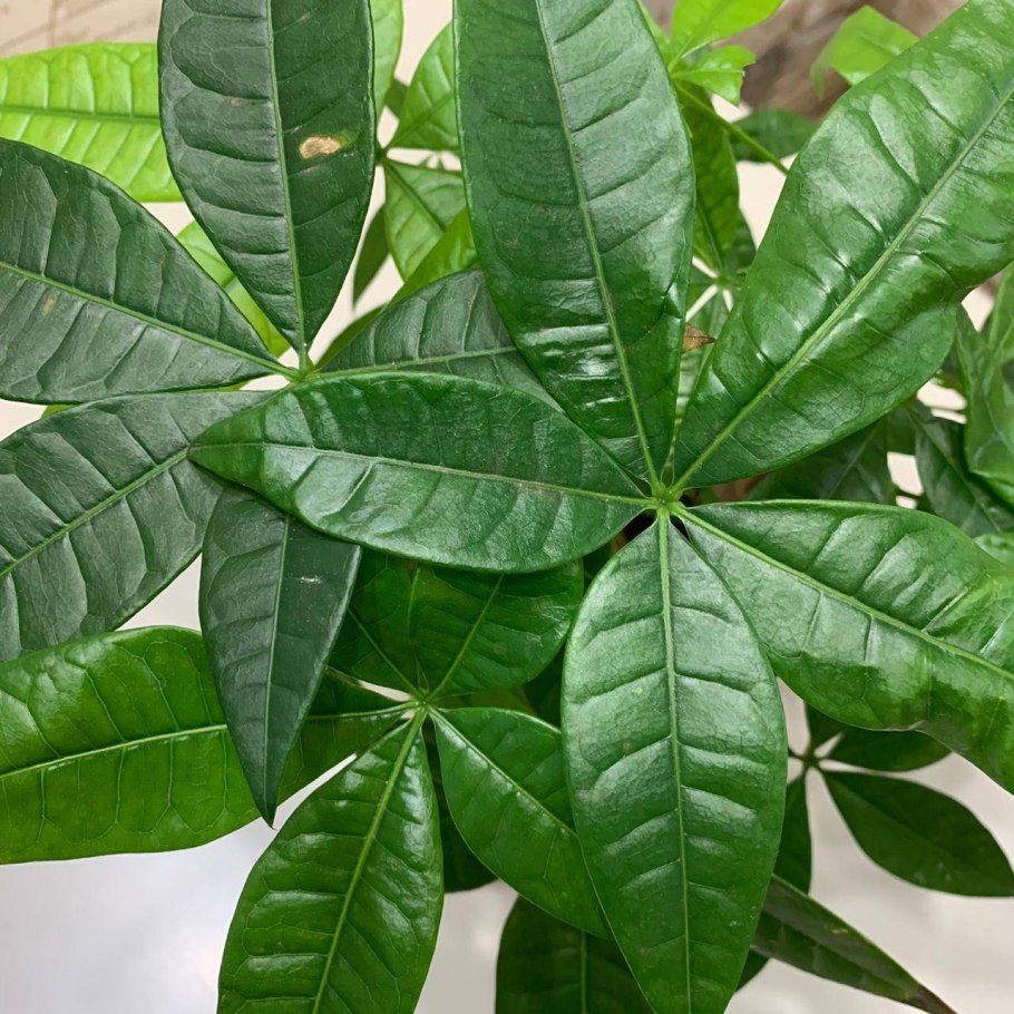 Пахира цветок комнатный