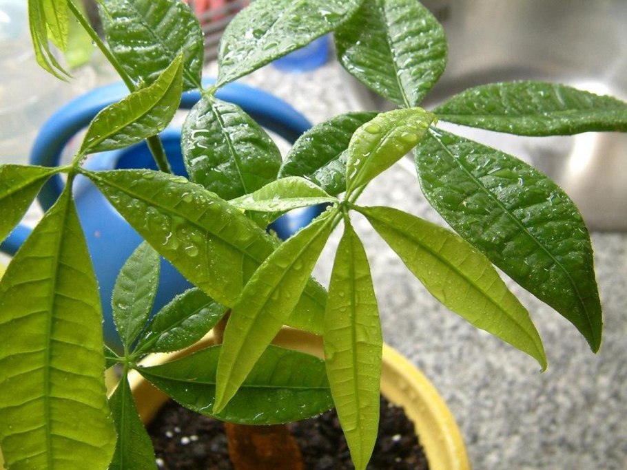 Пахира Акватика, d-12