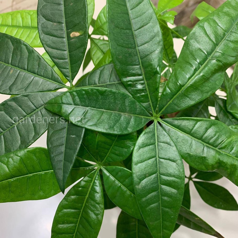 Пахира Акватика коса