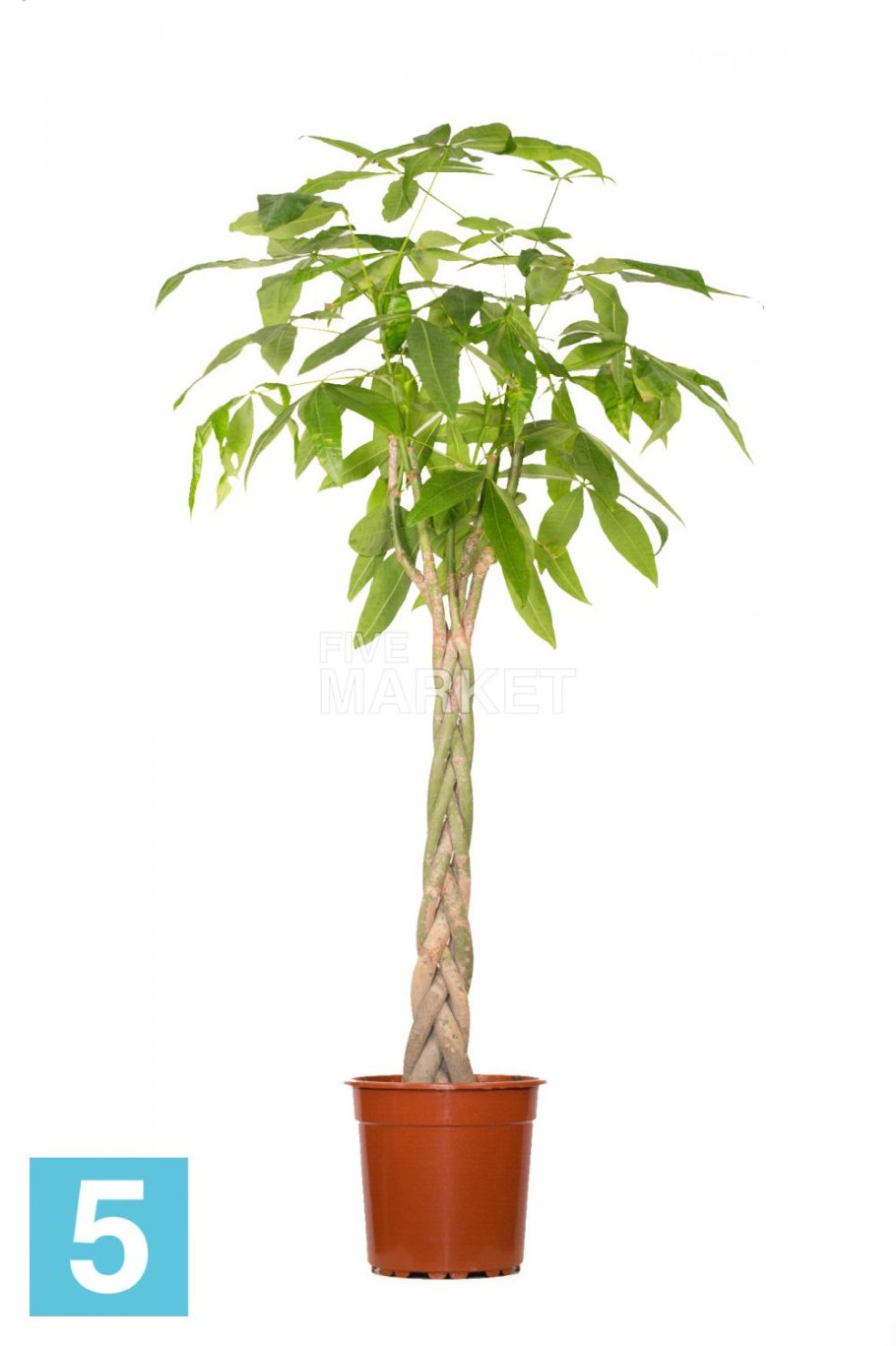 Пахира акватика (100 см)