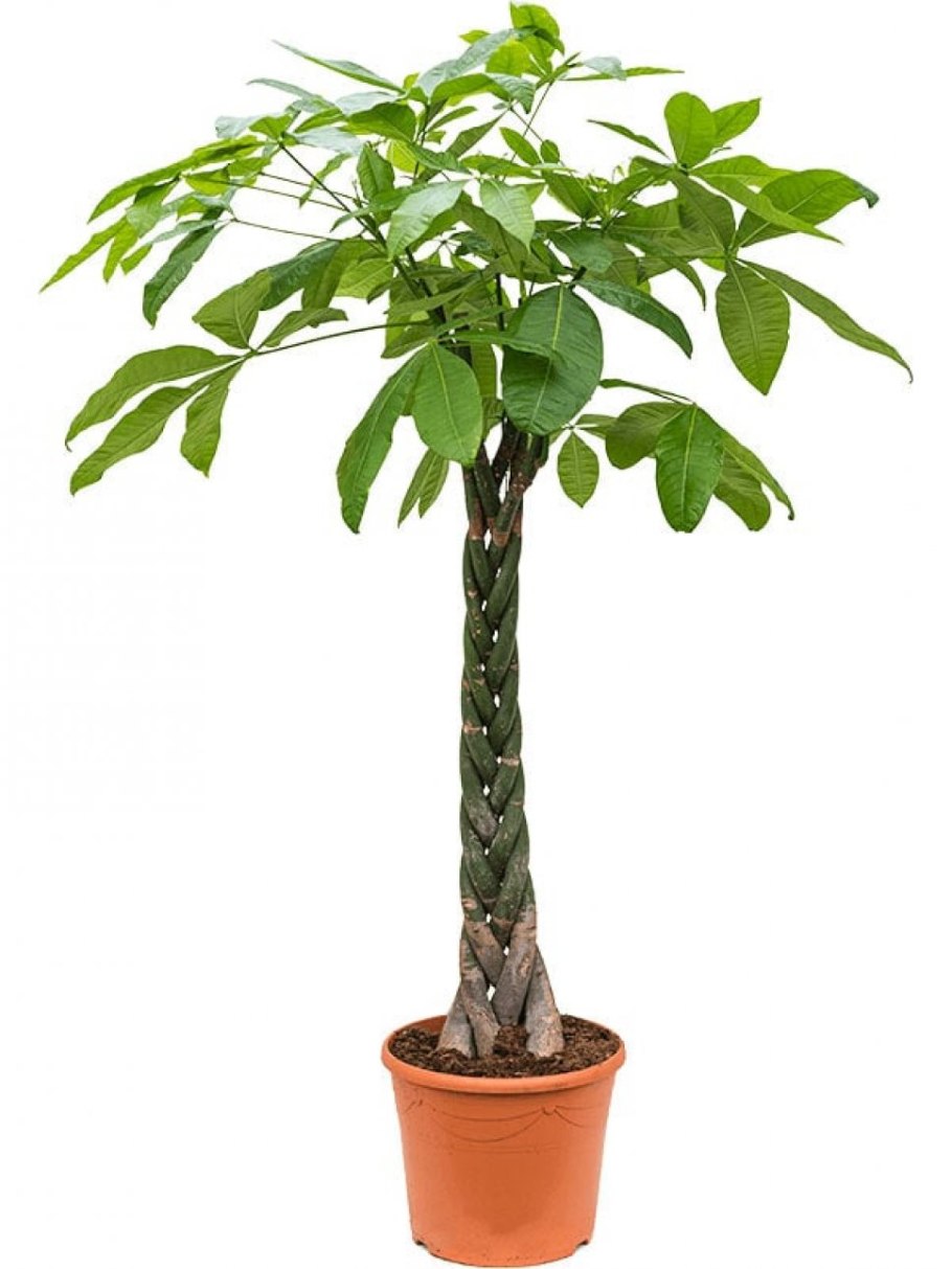 Пахира Акватика цветок