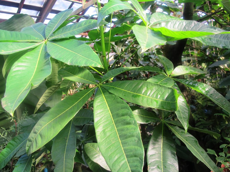 Пахира Акватика