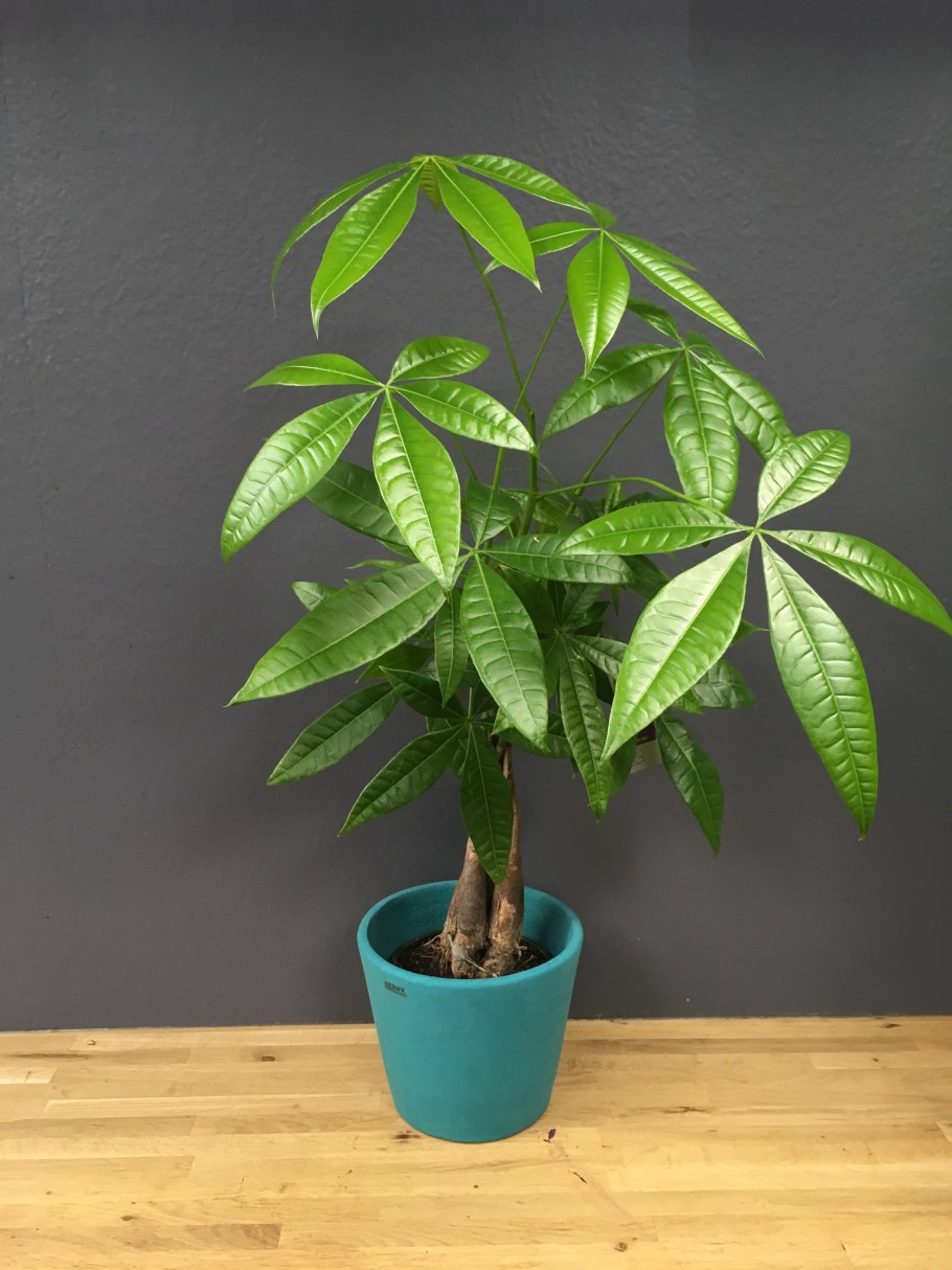 Пахира водная (Pachira Aquatica)