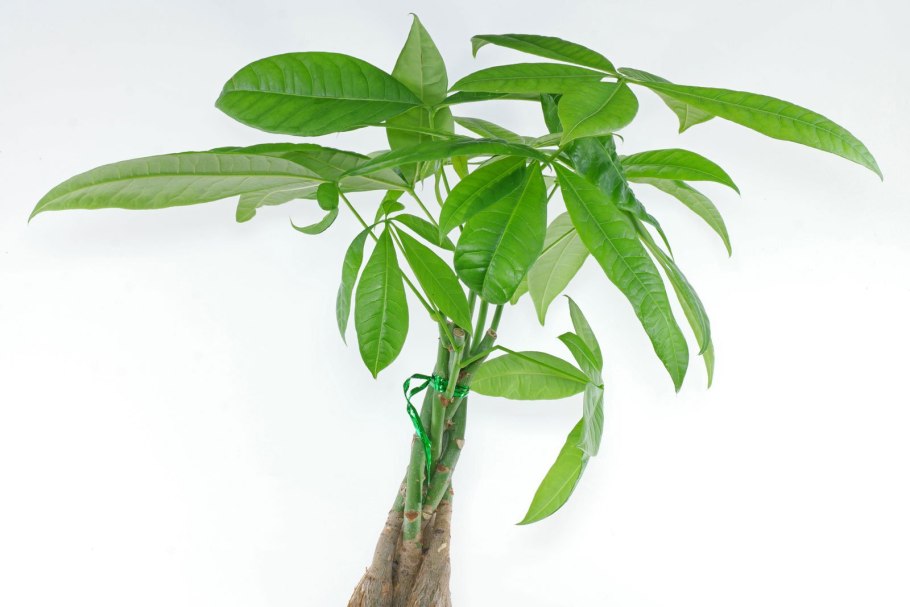 Пахира водна