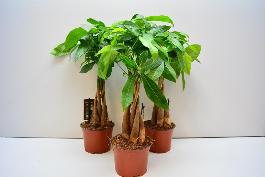 Пахира водная цветок