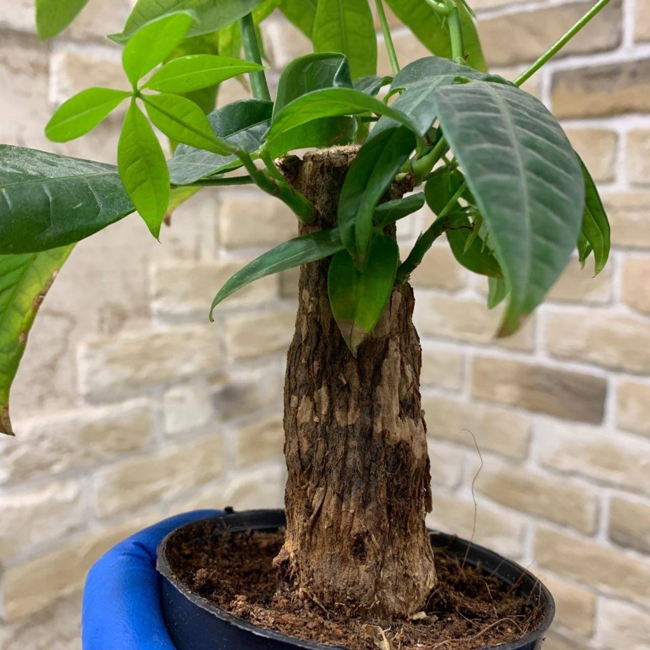 Пахира Акватика цветок