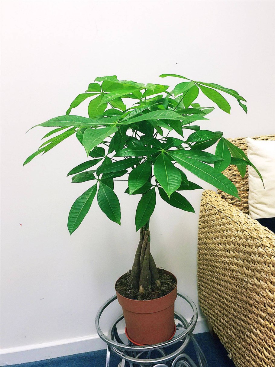 Пахира уход в домашних условиях