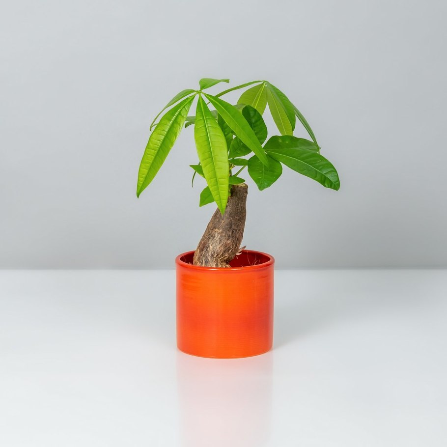 Пахира Акватика