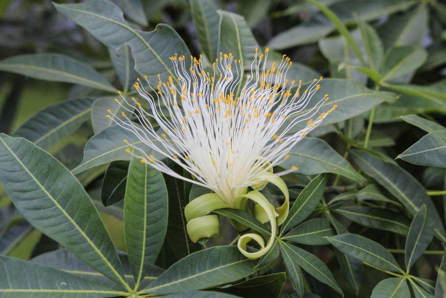 Пахира Акватика цветок