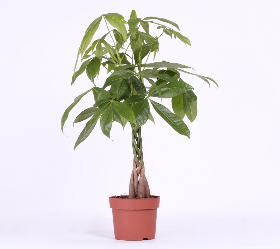 Пахира Акватика