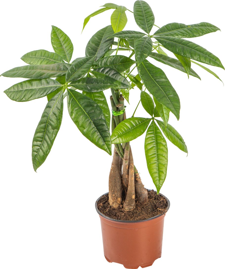 Пахира акватика