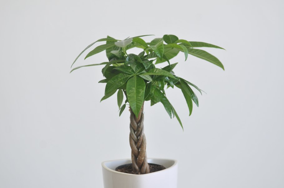 Пахира Акватика