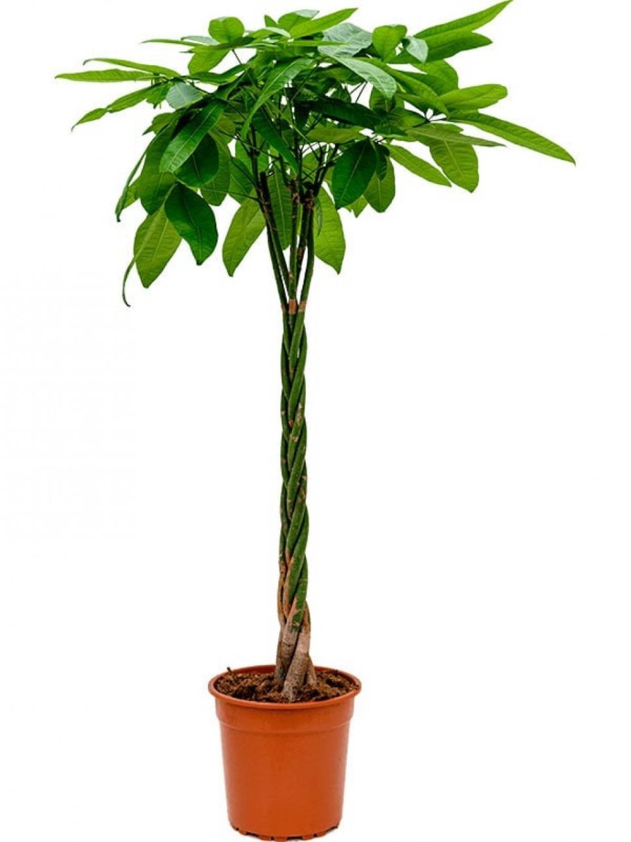 Пахира акватика (140 см)