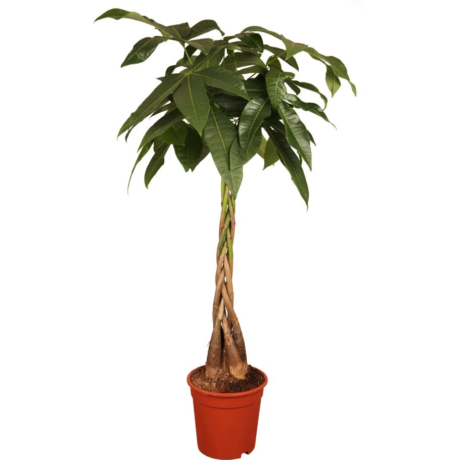 Пахира авокадо