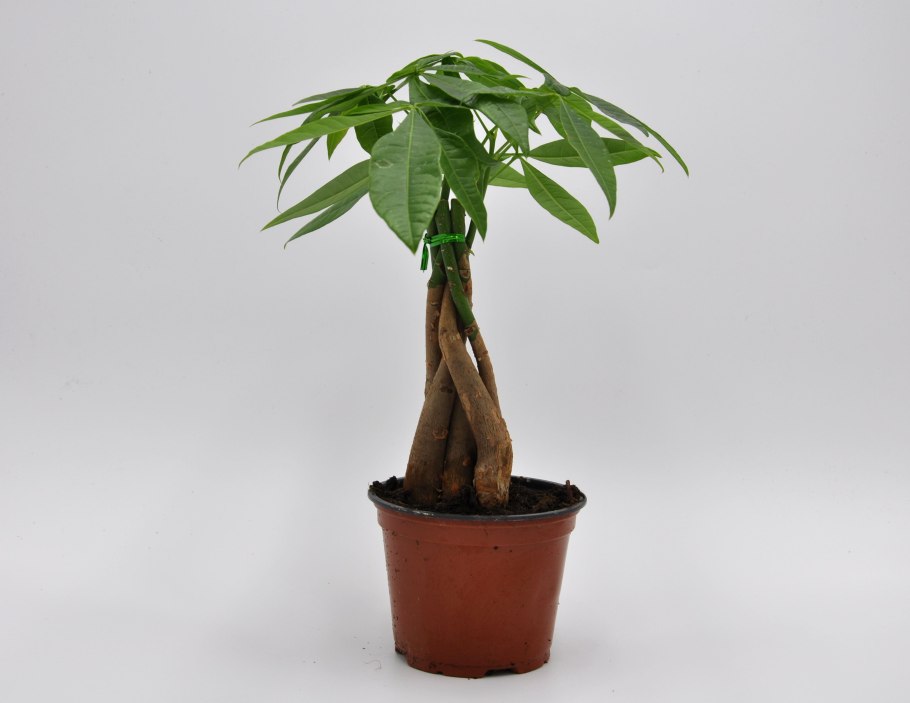 Пальма пахира