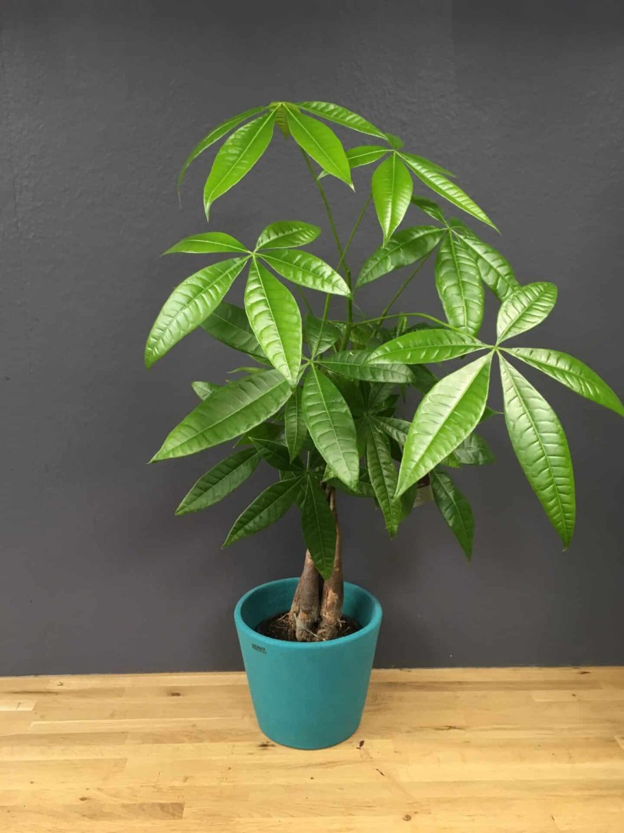 Растение пахира