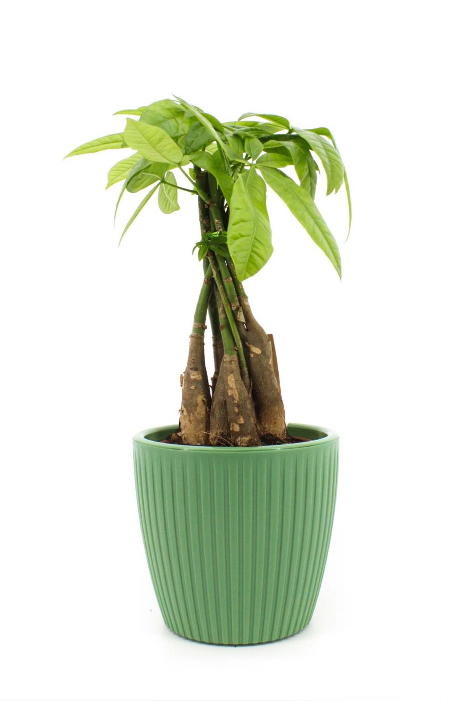 Пахира акватика ствол косичка