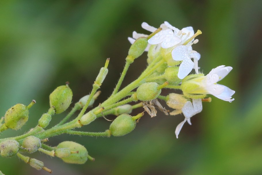 Икотник серо-зеленый