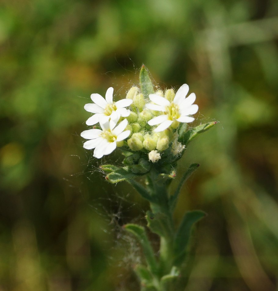 Икотник трава