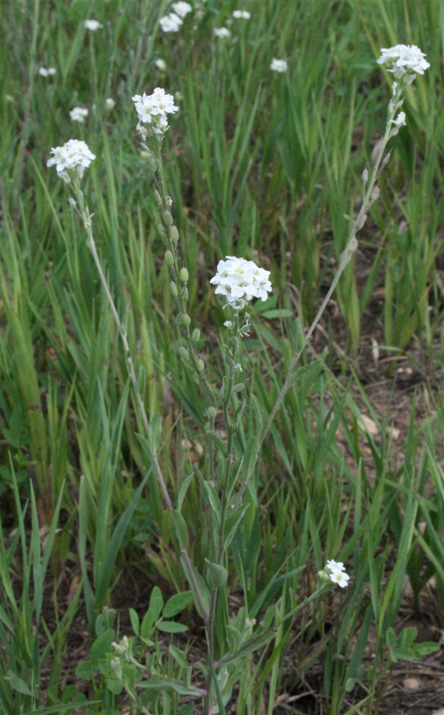Arabidopsis petraea