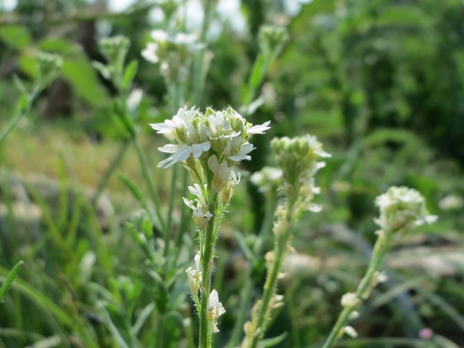 Икотник серый гербарий