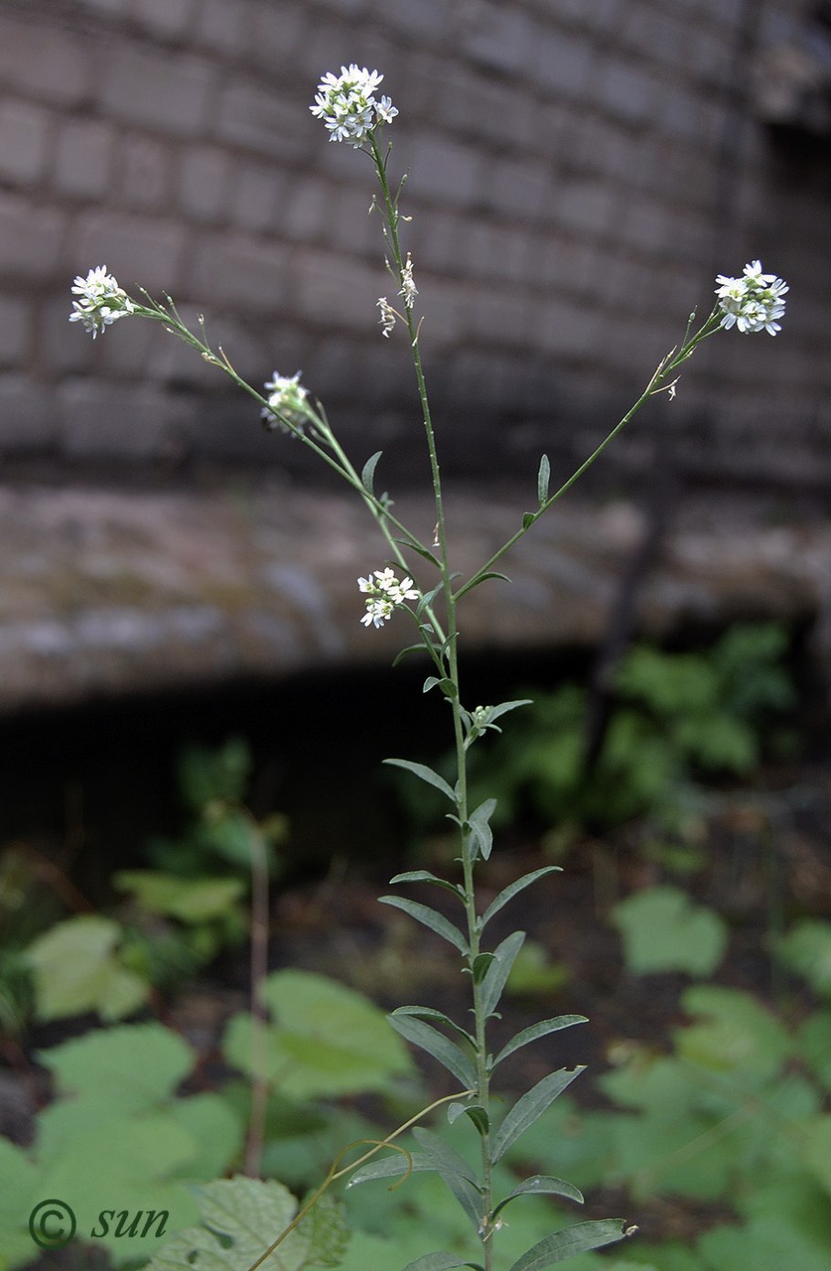 Икотник сухоцвет