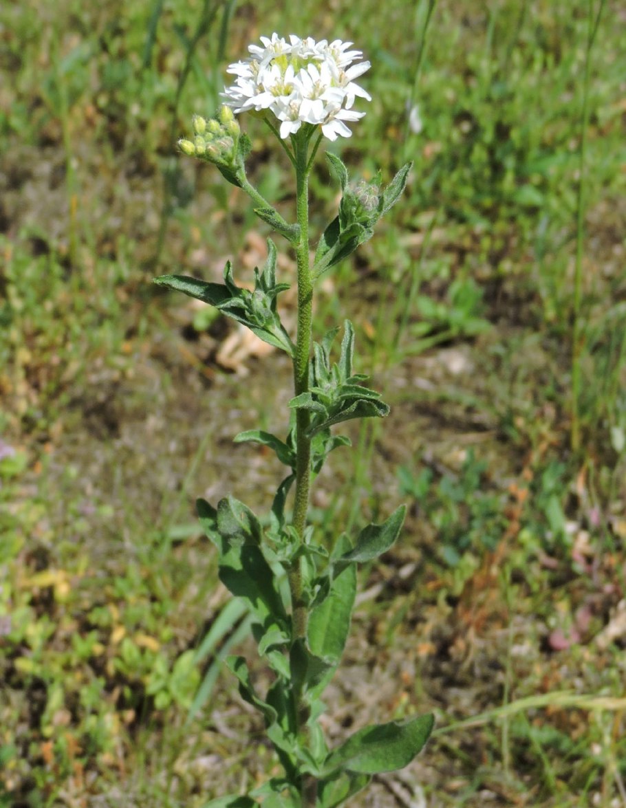 Икотник сухоцвет