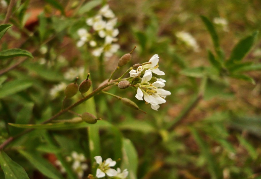 Икотник растение с розовыми цветочками