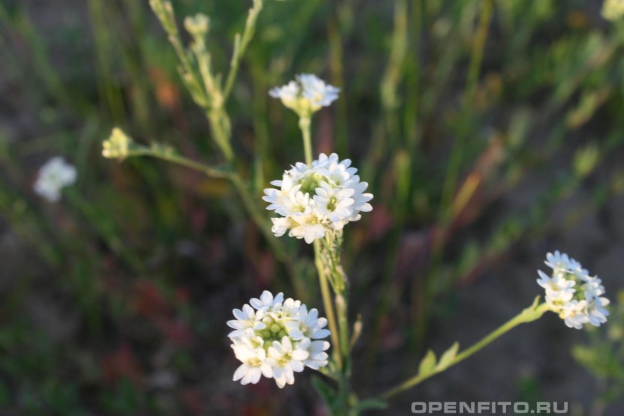 Ауриния многолетняя (Икотник)