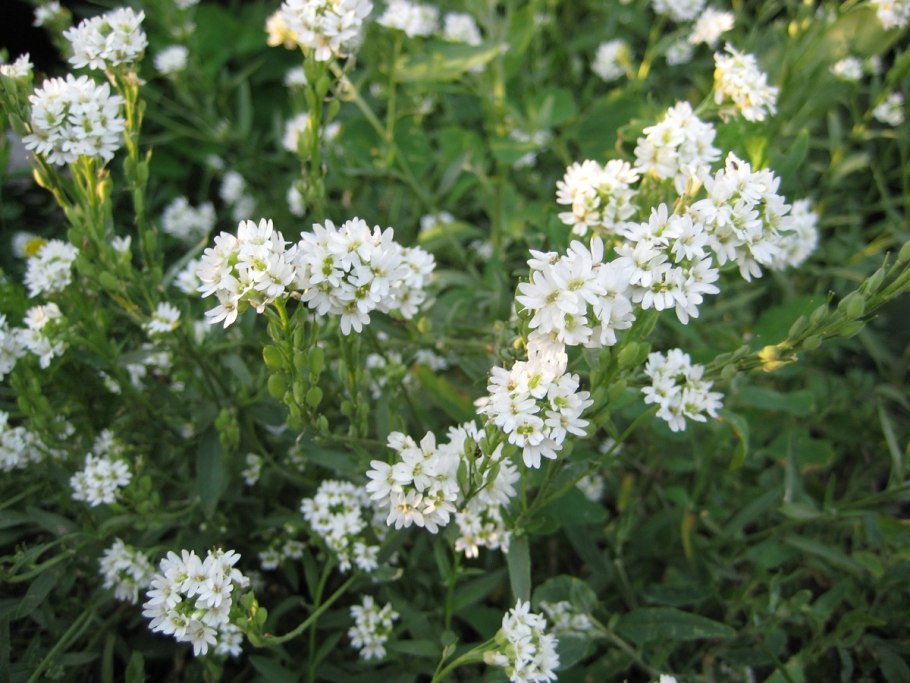 Икотник серо-зеленый — Berteroa incana