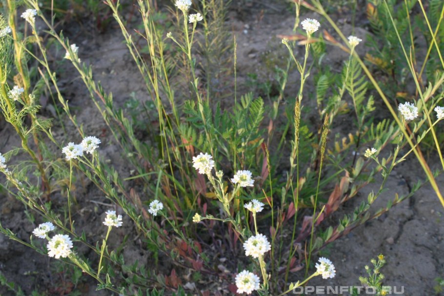 Икотник серый трава