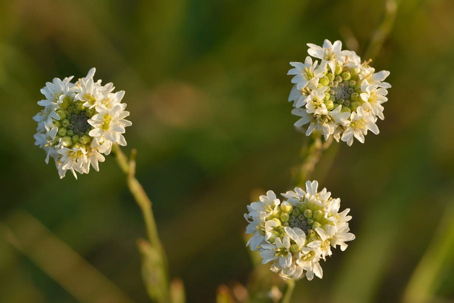 Икотник растение