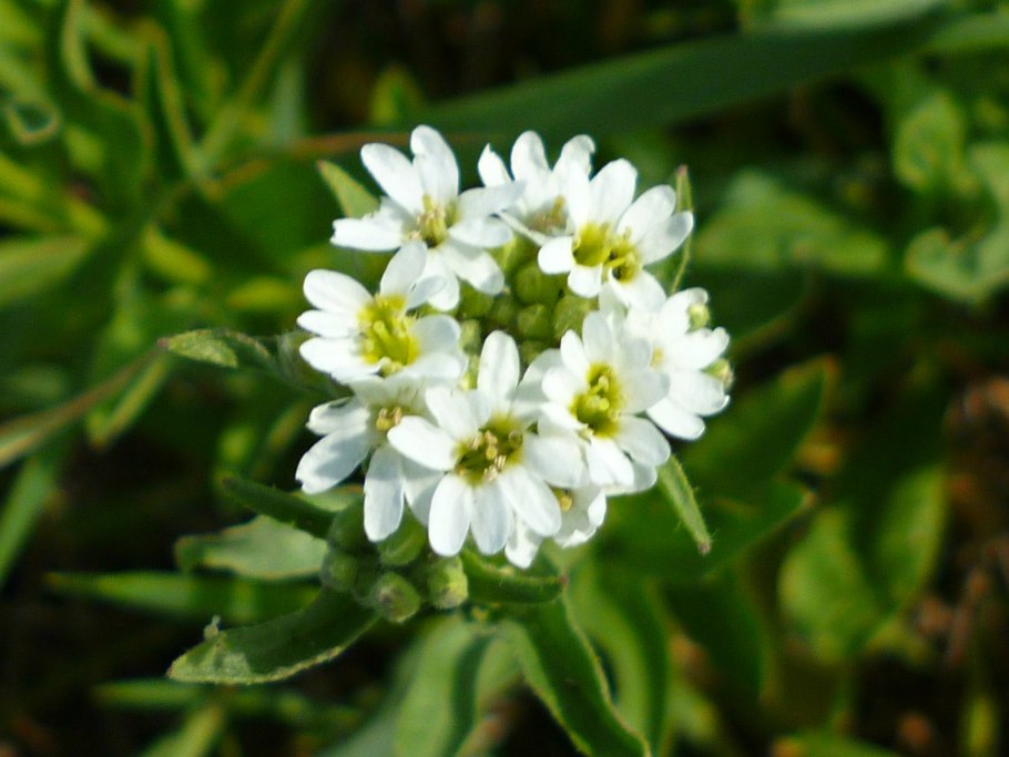 Икотник серо-зеленый — Berteroa incana