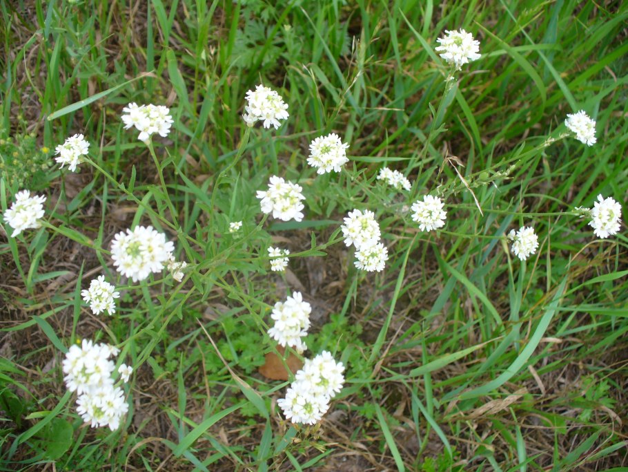 Икотник скальный