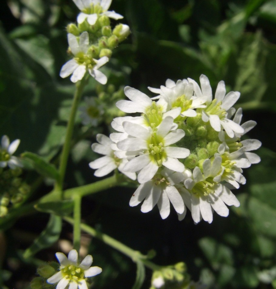 Икотник серо-зеленый описание