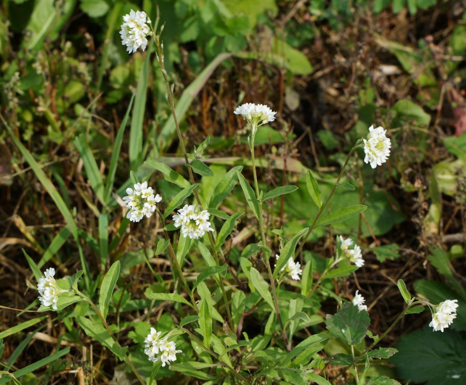 Икотник опасность