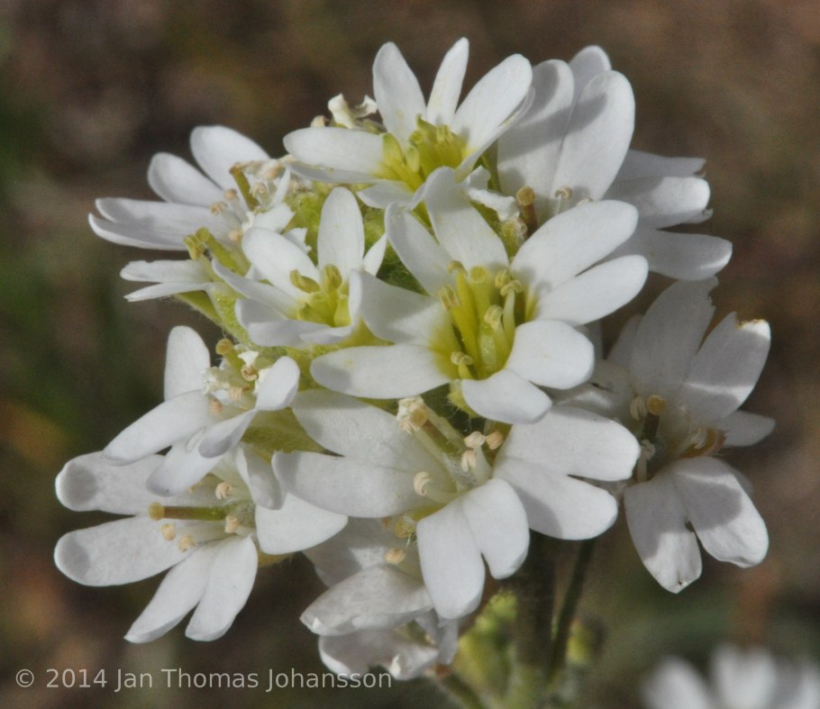 Икотник белый