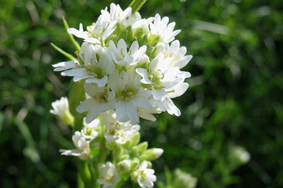 Berteroa incana (z.) DC - Икотник серо-зеленый