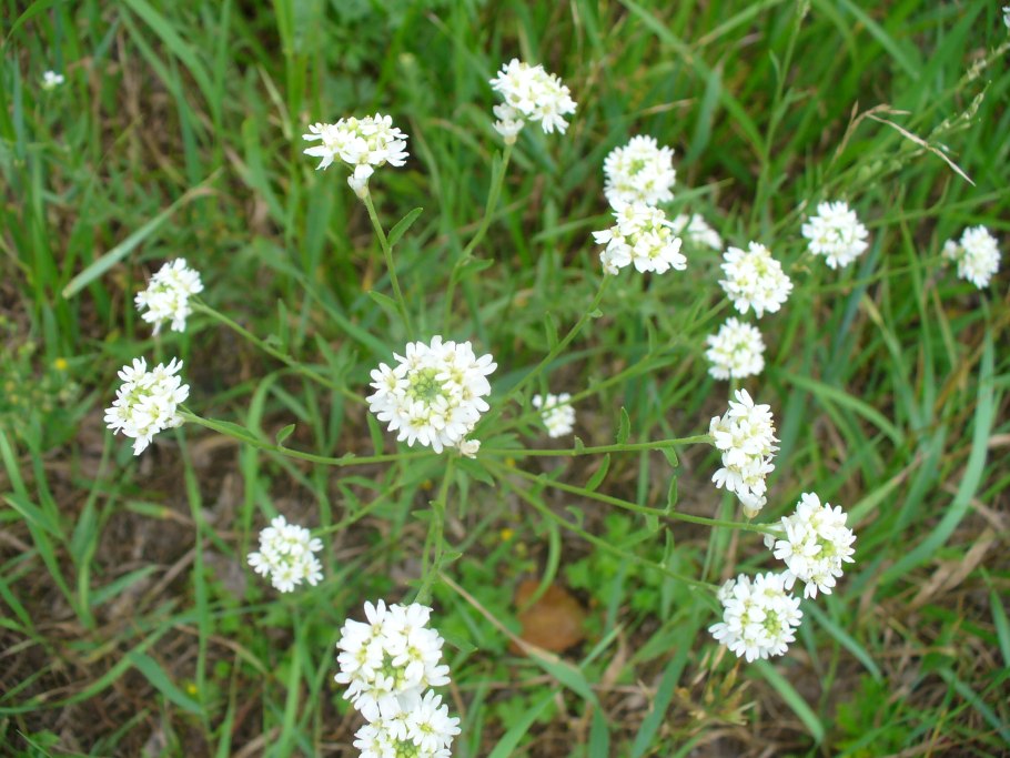 Икотник серо зеленый