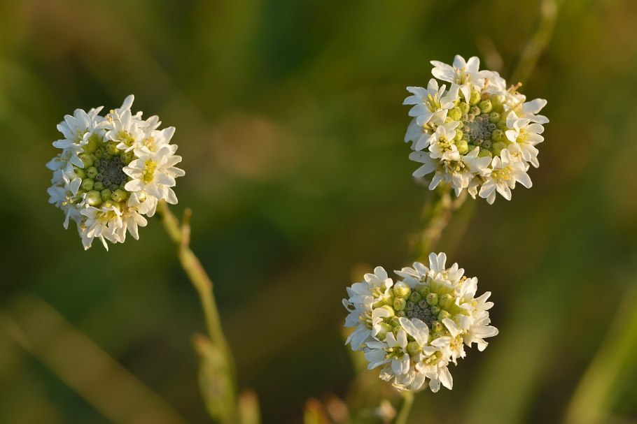 Икотник серый berteroa incana