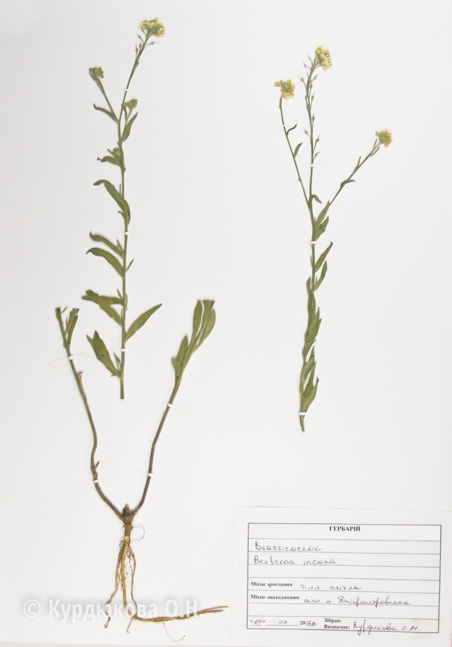 Желтушник раскидистый серый гербарий