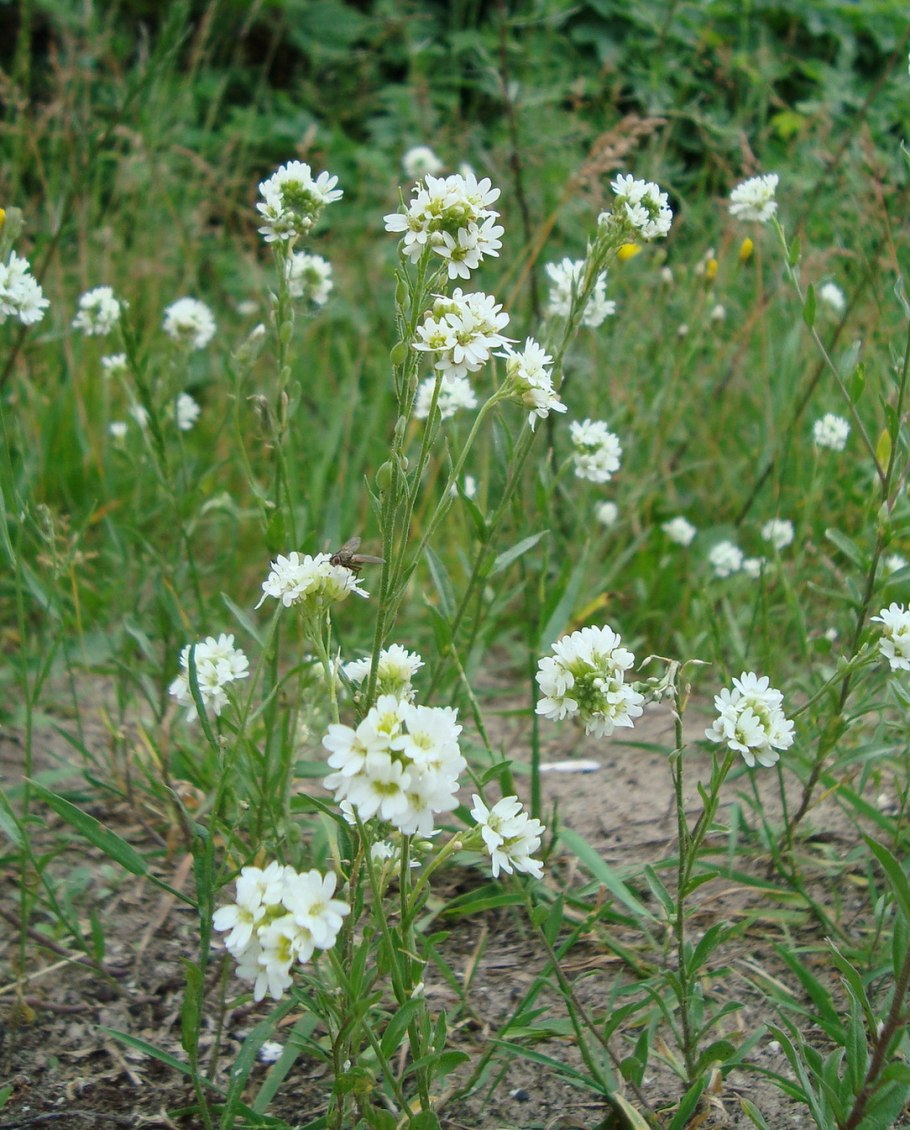 Hoary Alyssum