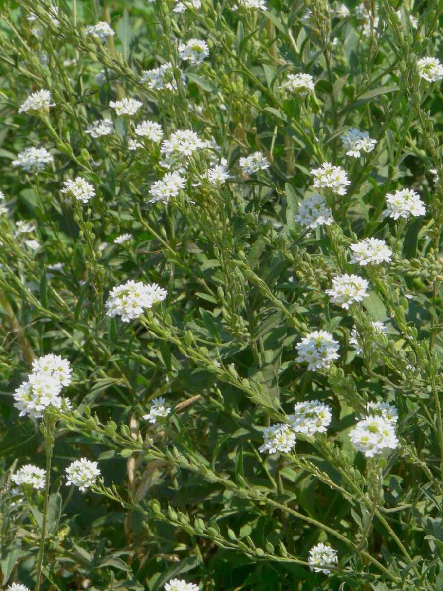 Икотник серый 1