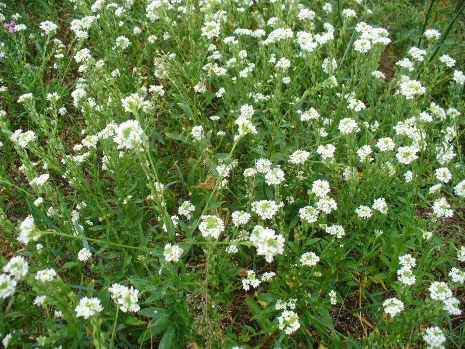 Икотник серый – Berteroa incana (l.) DC.