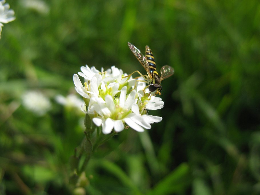 Икотник в саду