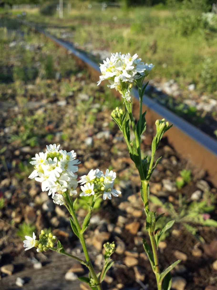 Икотник сорняк